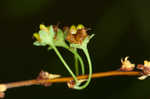 Thunberg's meadowsweet